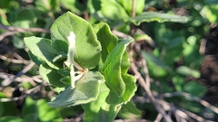 Mandevilla macrosiphon