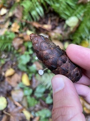 Strobilurus trullisatus