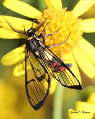 Argyroeides sanguinea