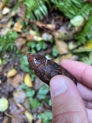 Strobilurus trullisatus