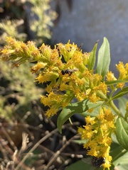 Crabroninae