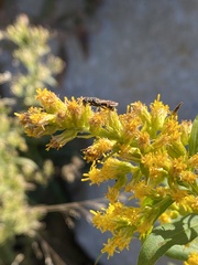 Crabroninae