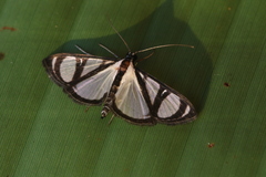 Glyphodes extorris