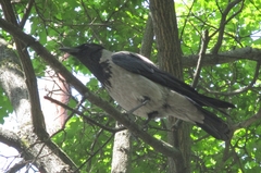 Corvus cornix