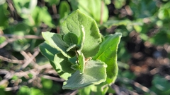 Mandevilla macrosiphon