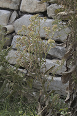 Verbesina virginica