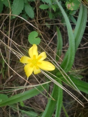 Hypoxis hemerocallidea