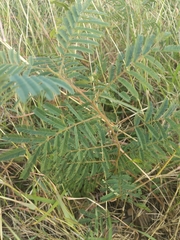 Acaciella angustissima