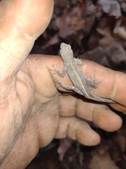 Anolis nebulosus