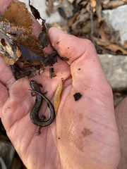 Plethodon dorsalis