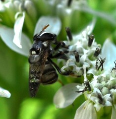 Copestylum tamaulipanum