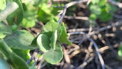 Mandevilla macrosiphon