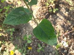 Simsia amplexicaulis