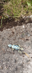 Sceloporus torquatus