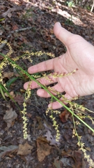 Melanthiaceae