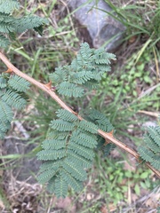 Mimosa texana