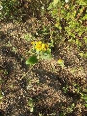 Simsia amplexicaulis