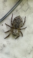 Mexigonus
