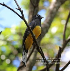 Trogon melanocephalus