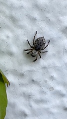 Mexigonus