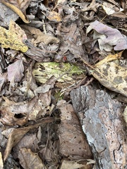 Dictyoptera aurora