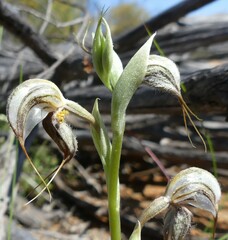 Pterostylis spathulata