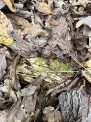 Dictyoptera aurora