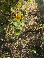 Simsia amplexicaulis