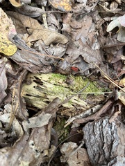 Dictyoptera aurora