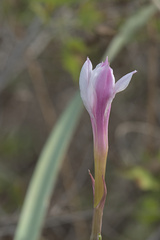 Zephyranthes drummondii