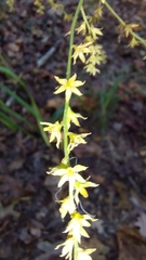 Melanthiaceae