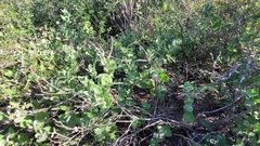 Mandevilla macrosiphon