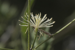 Clematis drummondii