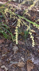 Melanthiaceae