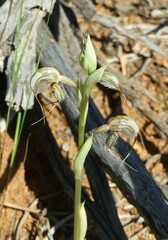 Pterostylis spathulata