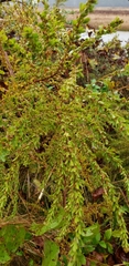 Suaeda calceoliformis