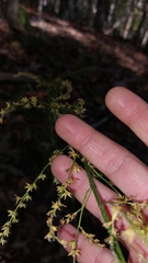 Melanthiaceae