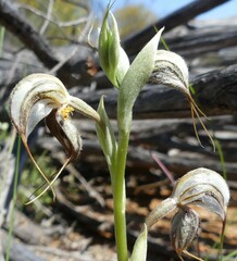 Pterostylis spathulata