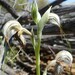 Pterostylis spathulata - Photo 由 lawrie_p 所上傳的 (c) lawrie_p，保留部份權利CC BY-NC