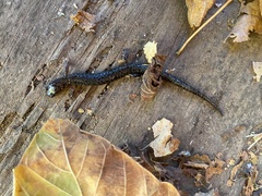 Plethodon dorsalis