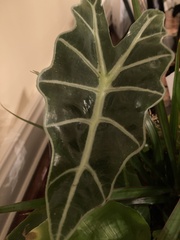 Alocasia amazonica