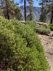 Arctostaphylos parryana