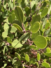 Arctostaphylos parryana