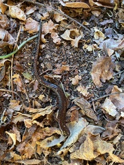Plethodon dorsalis