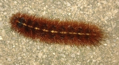 Spilosomina
