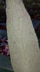 Leucothoe