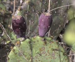 Opuntia gilvescens