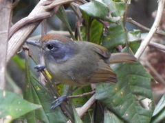 Dysithamnus mentalis