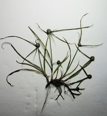 Cyperus brevifolioides