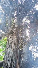 Chrysophyllum cainito